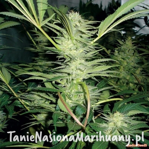 9e17ed51232f8bf13a1ad1326b73820c