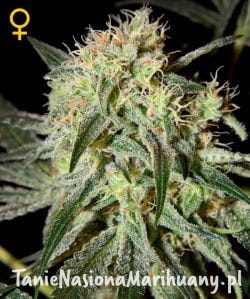 9e226b98a0d642f12e78cd33931c838c