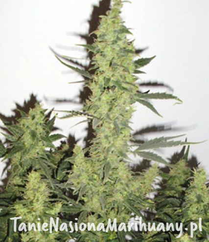 9e4fa93015f1b15219249381e58f7b9e