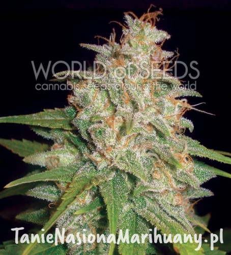 9f192203d2fd189a54197d964e1c9f9b