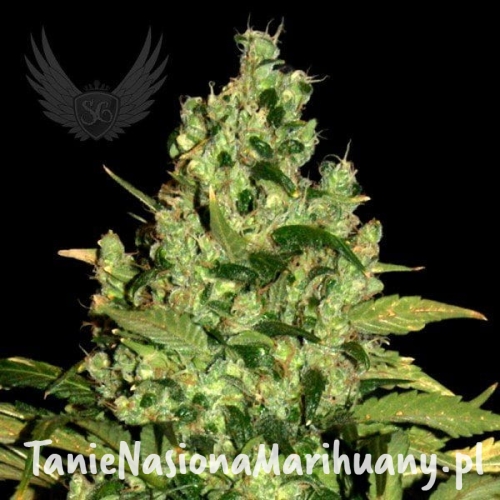 9fb442f49e418d417df506eeace0609c