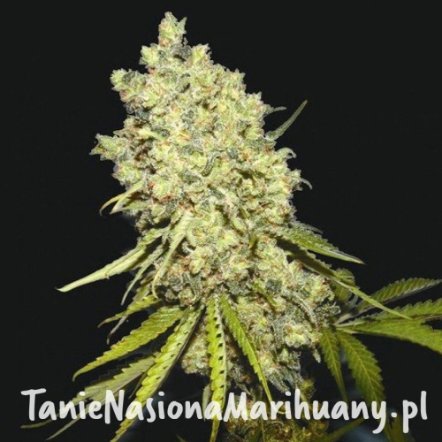 a06b130e8682d9790a1bf0f1bed69dd0