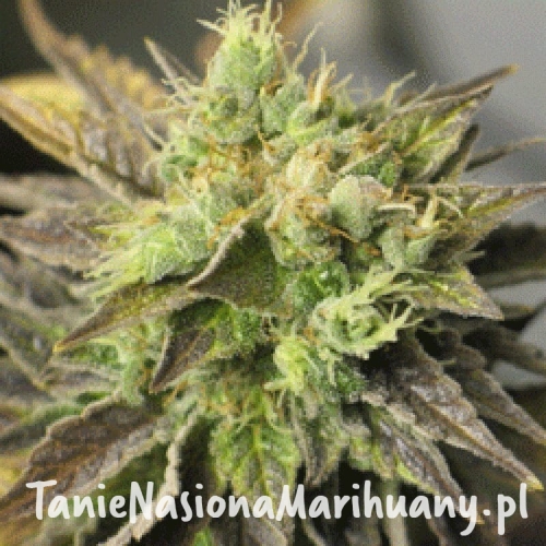 a0a9974313ee9b581867fc144b966880