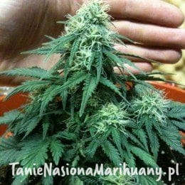 a0dbe75d230d8e337e240ca61150b307