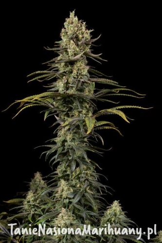 a130c15b6ed237bbae4f55f03901e588