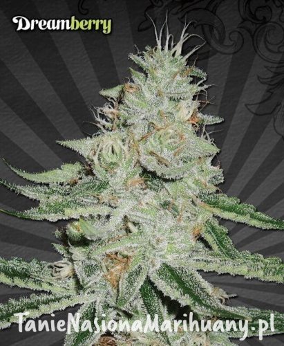 a13d22e08d35695d30eaa39a7faf9952