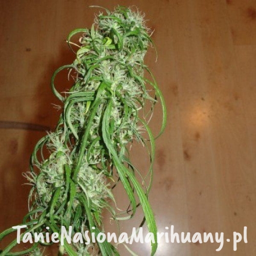 a16c91bb8b94f61ca237176100e0493e