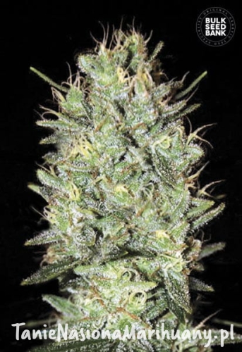 a194e632bd5b83e4392c5261322a10c2