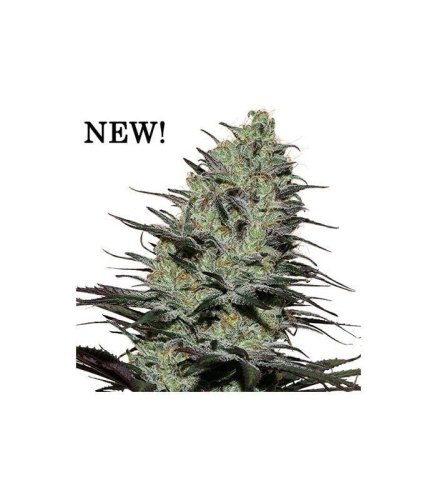 a197c8a1489ca989ff166df76b96f8e1