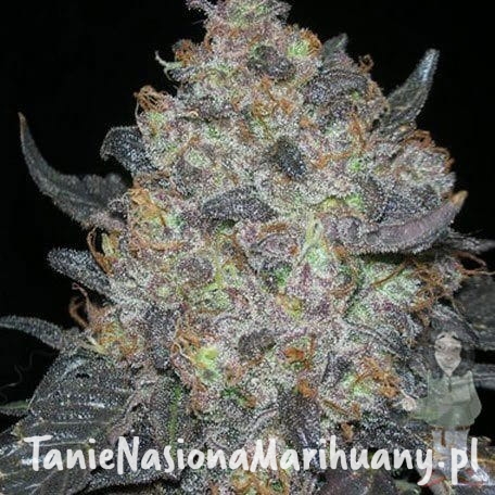 a1b7168aac10056fb6301e8f9e7b0679