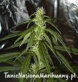 a1d61b27a0301089347460ea0f7f6e9a