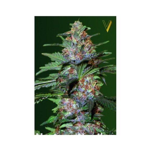 a209f80cd0f53d105ad19c4e26ff4f06