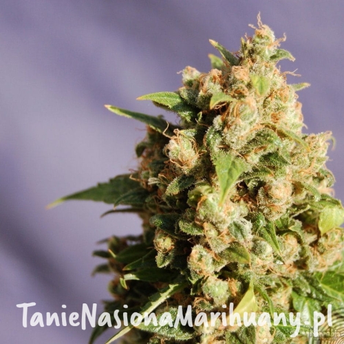 a24513cc59ac5be41bb4159f16076d1f