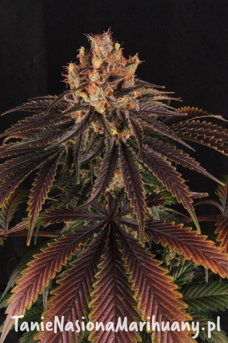 a2520853478b15a51449c352fe1bbc5b