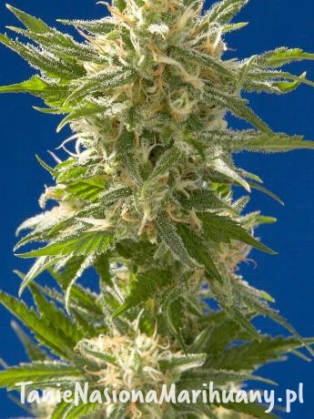 a301db30c8471d560314f26be282ba84