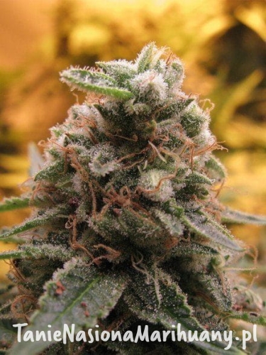 a3818d49ad1dff0a29e35b27932df00a