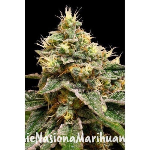 a386e5e047e31b9c02fe0250bd432b32