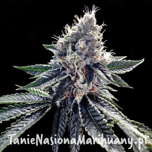 a3d436549aa22ed5b7e5a55a343ae5e6