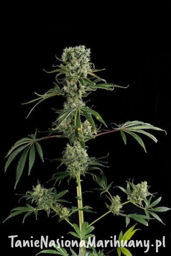 a47ce6bb49aba331d3f774eedd2412c9