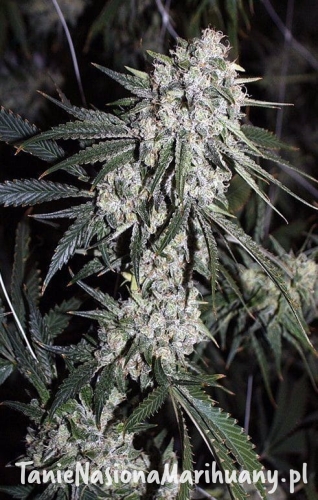 a48cd44f56e656c697db5f3a772aa7ca