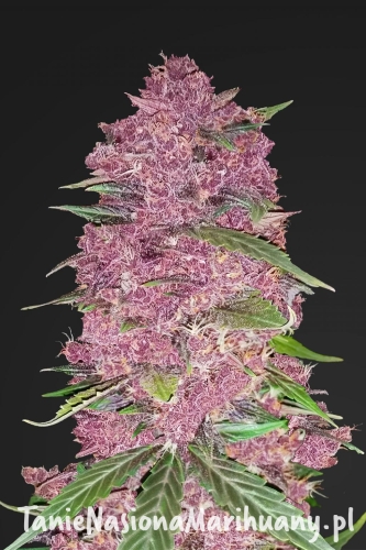 a55af50f5b2d5d2994ee193461625b74