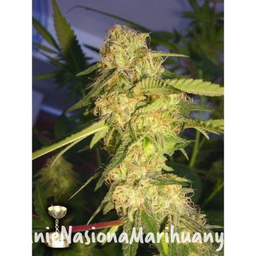 a5999d3c7f586503975f5173903e4e2d