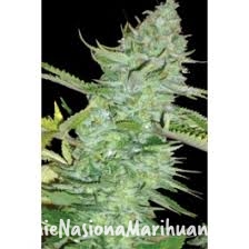 a5d12b7eb034a71138b91c9594bd71d5