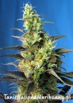 a61a54d06ccd9c5eb2e69093ba9acaf8