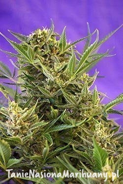 a675045db97b05367e66e714f578d6b3