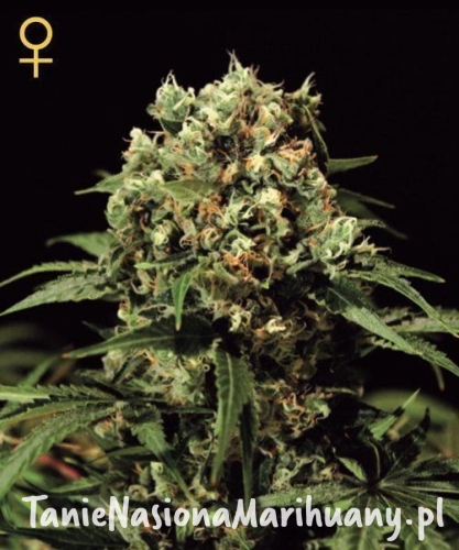 a67c1cf0253c8c4c4fb97df3808cc360