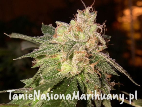 a7722e7cc267a18e411baa8ceb87f740