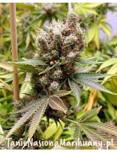 a7b8c7f35186c04c5ba411780cc3f546