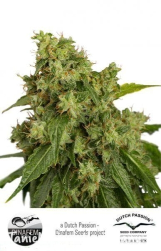 a7cc2b67d786fb4999b37ace9a987e3a