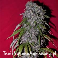 a89694df799937b19e1dd7bcfcfe2430