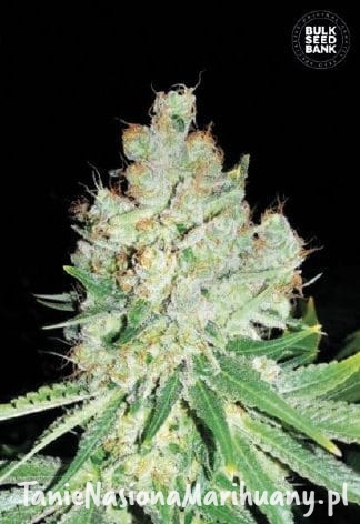 a8ba16f33d2e1af8376ae3b17d5ae469