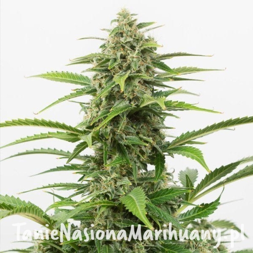 a969712b7e2f7526b2a22285090cf7eb