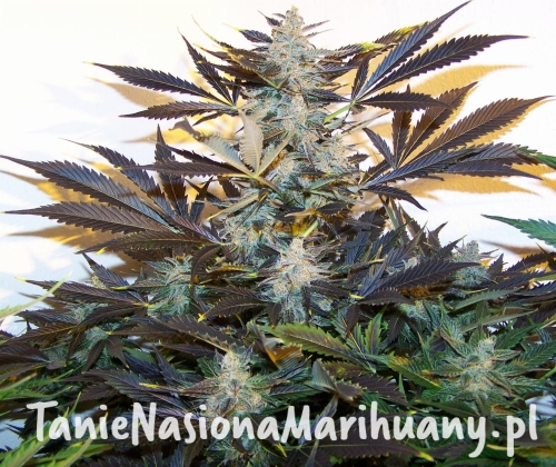 aa3c2357f36f3474683aae1c554bf933