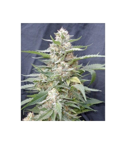 aabef06d9abfb44dd92215a57b4df0aa