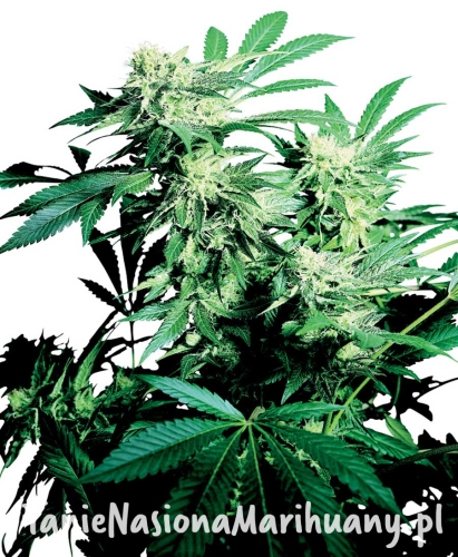 aaf75711378dc76095f4b6598d835bc5