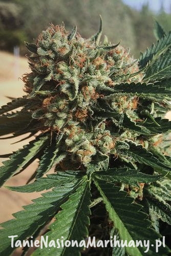 ab3f3a33c200bc57196c99a347612e37