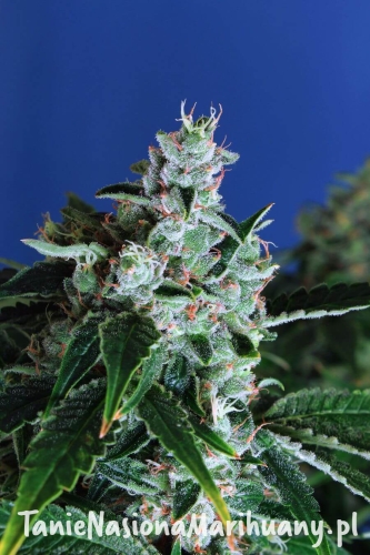 ab714120d7a910cc111c2beb5a024c43