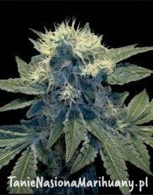 ab980204186a44eb08ccca4c36958d4d