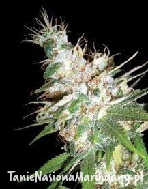 abef0040b768139d94e88fd6a6ac0516