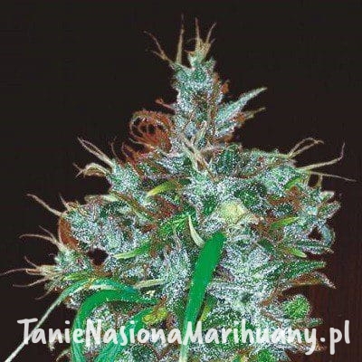 ac5d62bfc91c0b69954bfb3455a48272