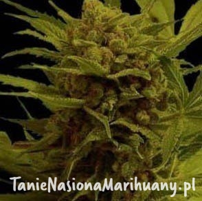 acf1d67a36c1bb35bd55a7ab463e33fc