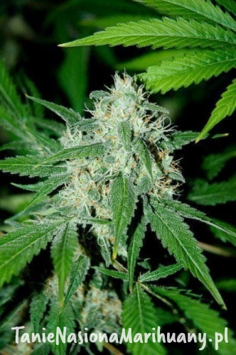 adc9d240914eedc379e0db996ab1bbaa