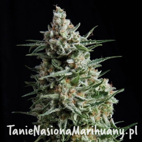 ae9ed09f9b674d4064ae478fcf582569