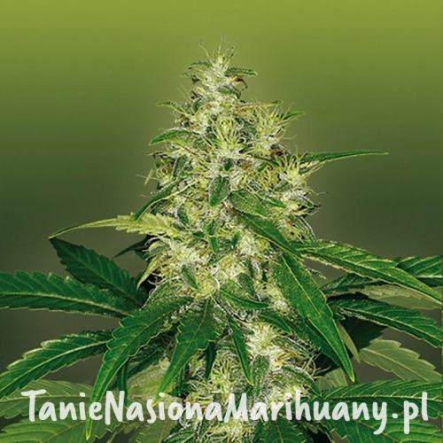 af2f4d72a6ea72deb8cbf041cd661569