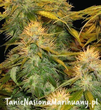 af41cb657c2c5fe3db12d2d5807ae238