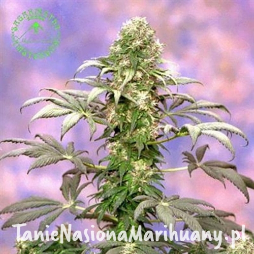 af768544b08e31836017eb3fa078e12d